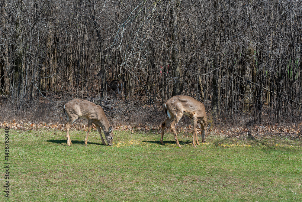White-tailed Deer Feeding On Corn Provided For Them In An Urban Field In Wisconsin In Spring