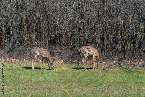 Obraz na płótnie White-tailed Deer Feeding On Corn Provided For Them In An Urban Field In Wisconsin In Spring w salonie