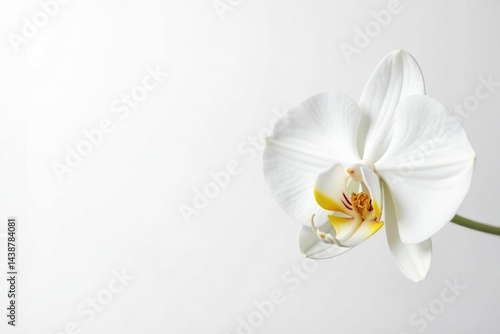 Delicate white orchid blossom on pure white background, isolated, unadorned