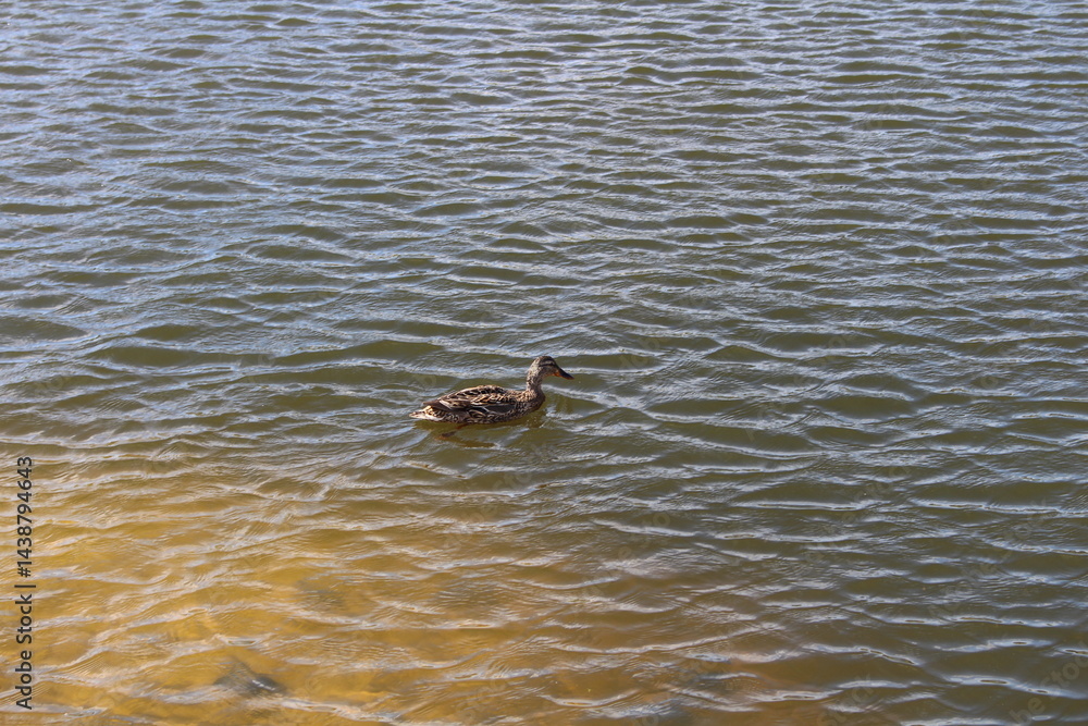 Fototapeta premium ducks in the water
