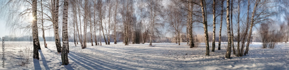 Panoramic view of a winter landscape with birch trees in the park Panoramic view of a winter landscape with birch trees in the park