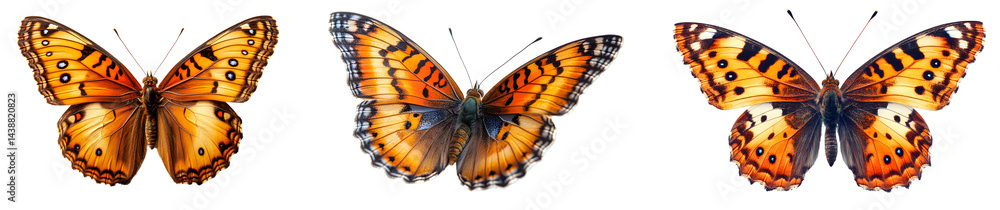 Fototapeta premium Collection of three isolated orange and brown painted lady butterfly illustrations png artistically presented with varied wing patterns and detailed textures depicting beauty and natural grace