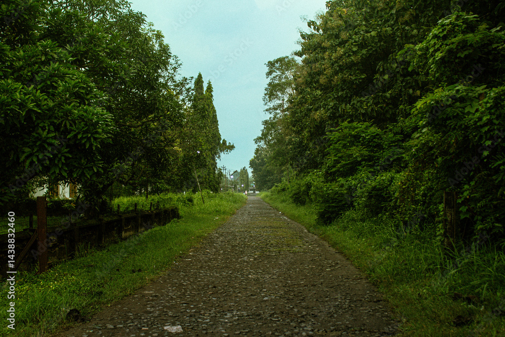 rural road view and pine forest rural road view and pine forest