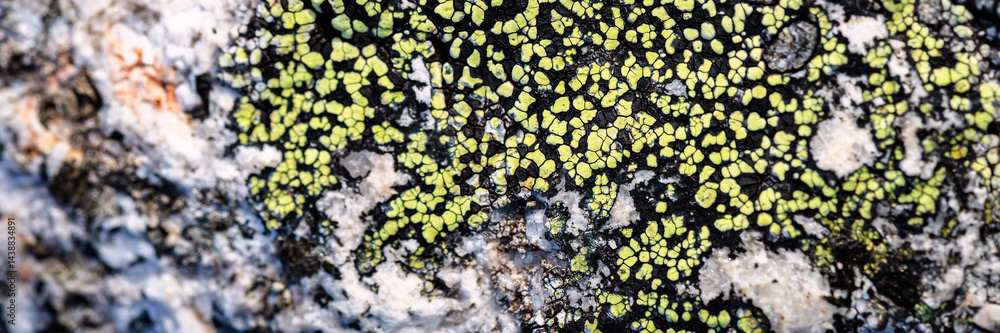 Natural texture of a stone covered with lichen. Lichenes patterns on a rock surface. Natural background. Closeup top view. The nature of the Arctic. Polar region.