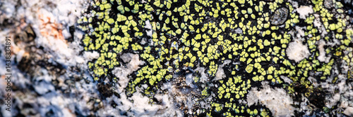 Obraz na płótnie Natural texture of a stone covered with lichen. Lichenes patterns on a rock surface. Natural background. Closeup top view. The nature of the Arctic. Polar region. w salonie