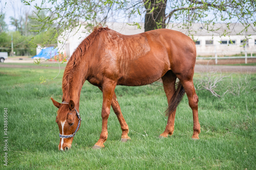An adult brown horse grazes in a field, the horse eats grass An adult brown horse grazes in a field, the horse eats grass