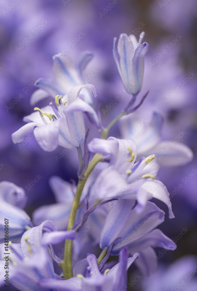 Obraz premium Close up of Delicate Spanish Bluebell Flowers