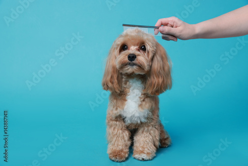 Foto Pet grooming