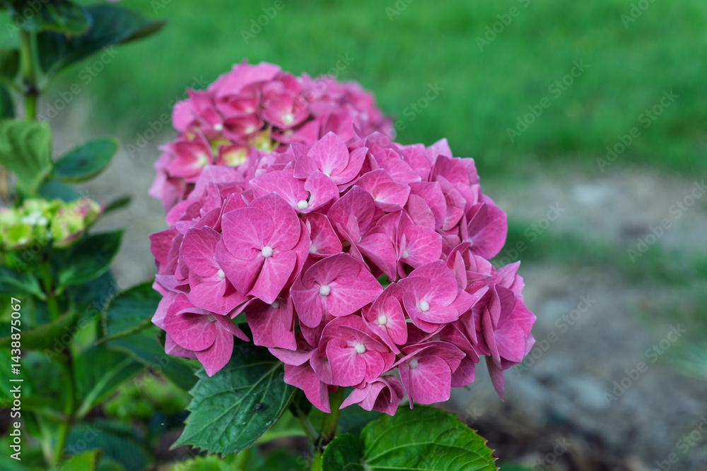 A pink flower with a green stem A pink flower with a green stem