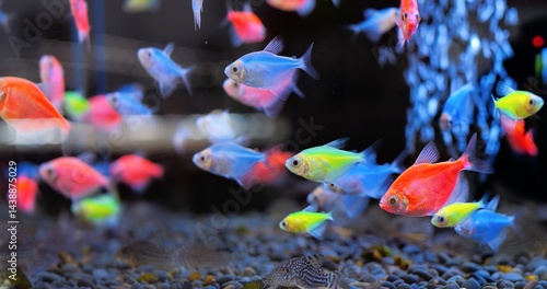 Fotografie Colorful glofish tetra fish, genetically modified to fluoresce, swim gracefully in a dark aquarium environment, creating a vibrant and captivating underwater spectacle
