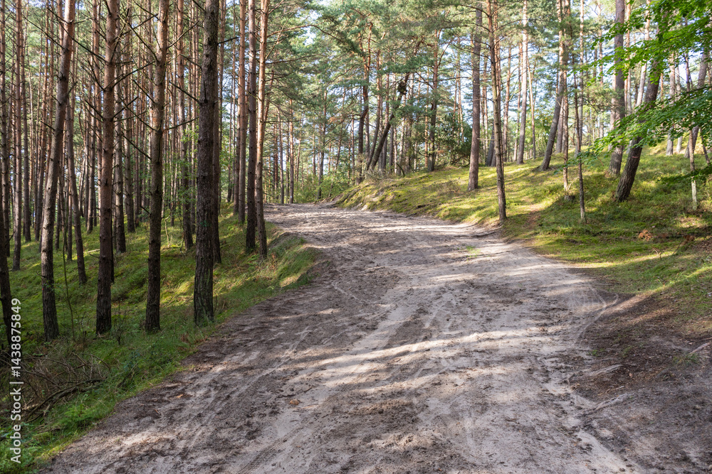 Naklejka premium A dirt road in a forest with trees on both sides