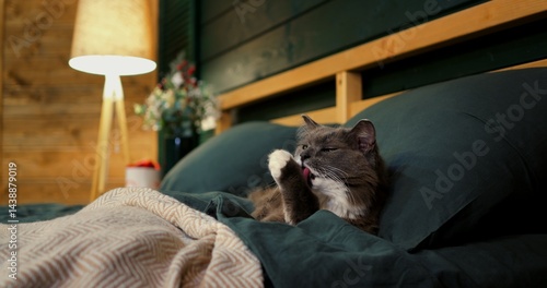 Grey and white fluffy cat meticulously washes its face and paws while comfortably resting on a green bed with pillows, in a cozy bedroom with a wooden headboard and a warm lamp