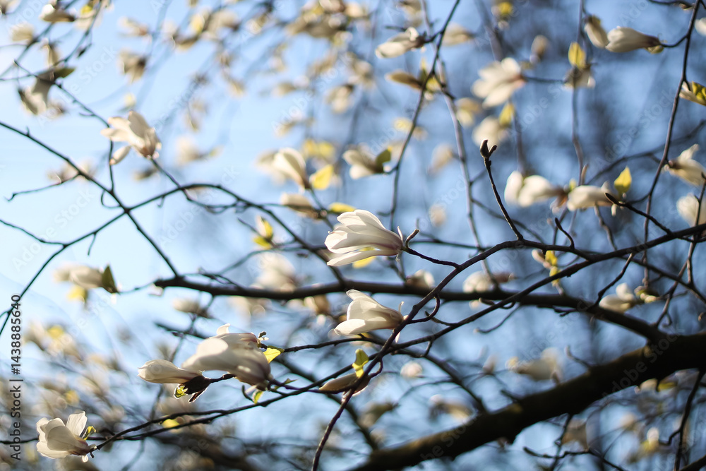 Kobus Magnolia Flowers And Stark Branches Kobus Magnolia Flowers And Stark Branches