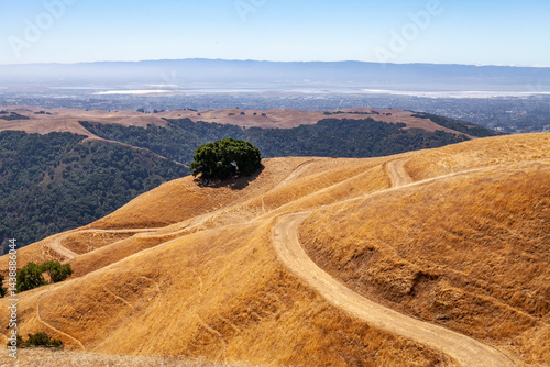 Rolling golden hills with dirt paths and lone tree at Sunol Ridge Open Space