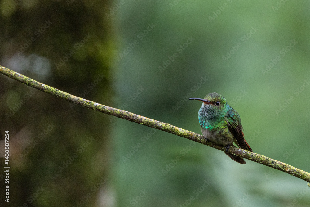 Fototapeta premium Rufous tailed humming bird