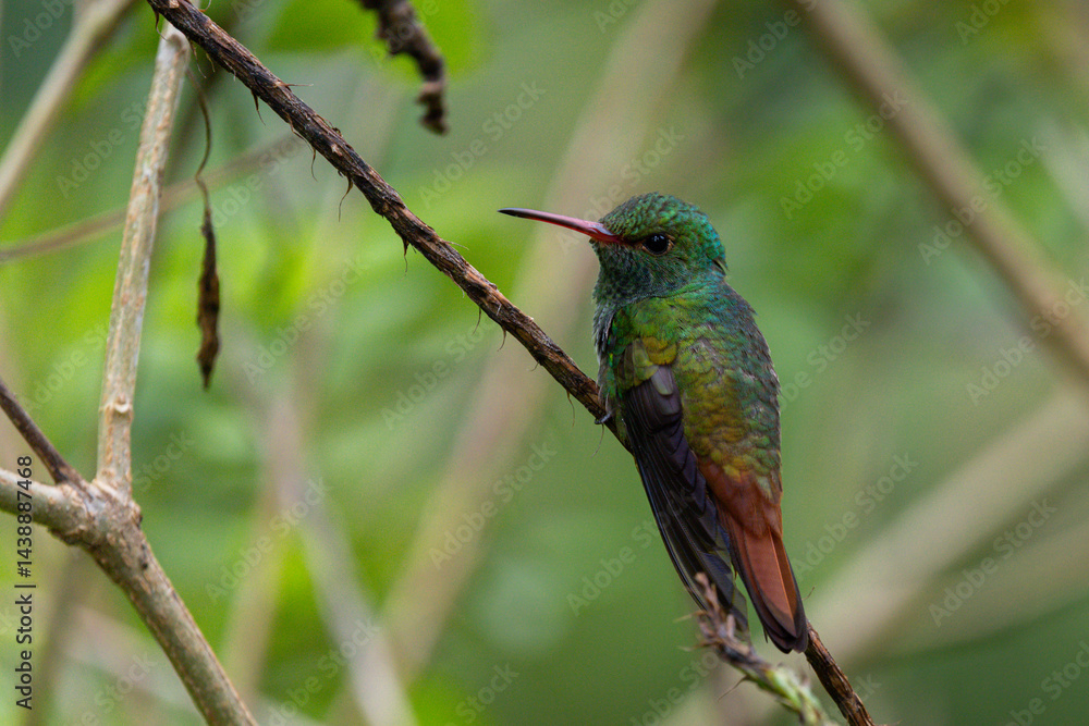 Rufous tailed hummingbird on branch Rufous tailed hummingbird on branch