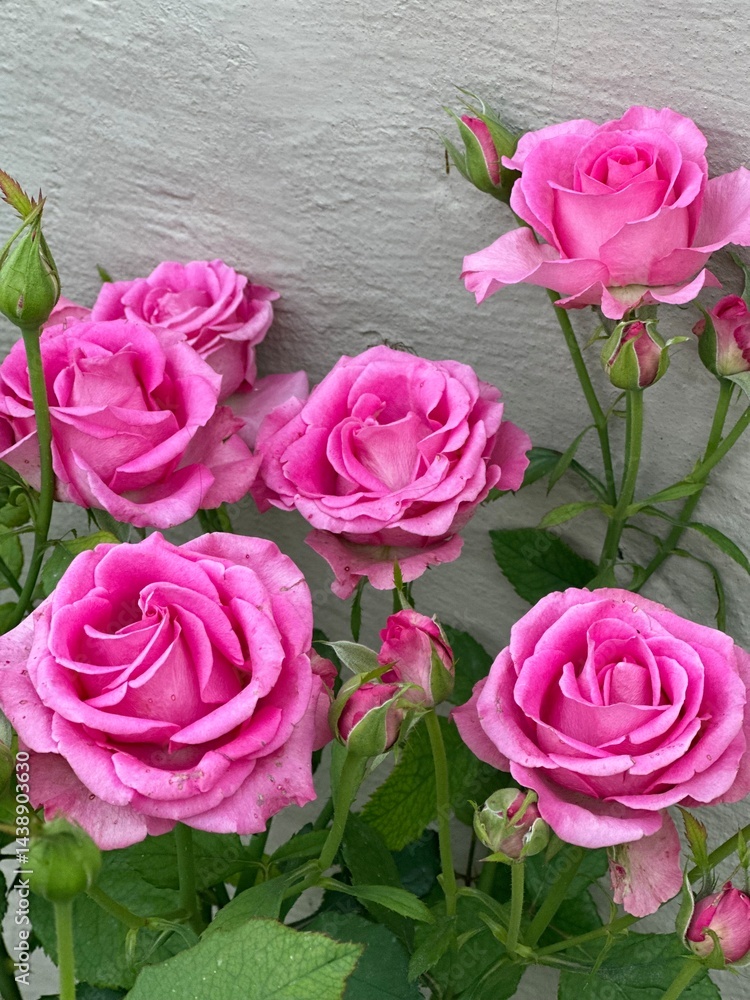 pink roses in a garden pink roses in a garden