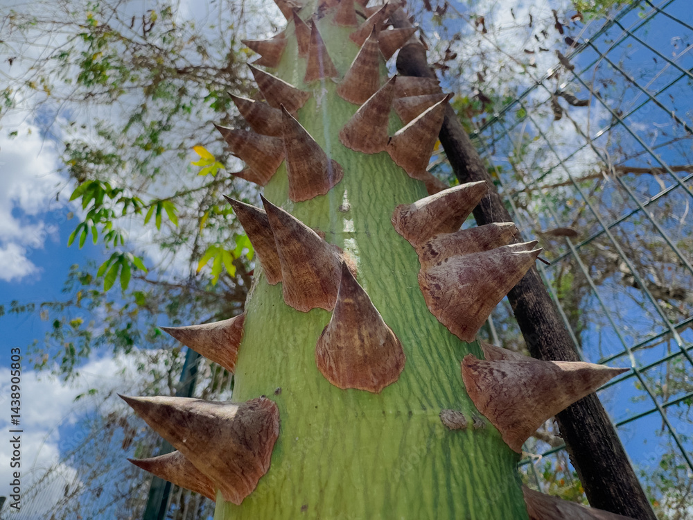 Ceiba pentandra en Calakmul, Campeche, México