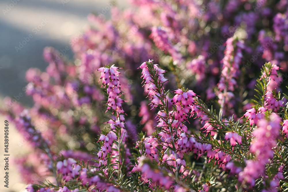 Obraz premium Winter Heath And Its Beautiful Pink Flowers