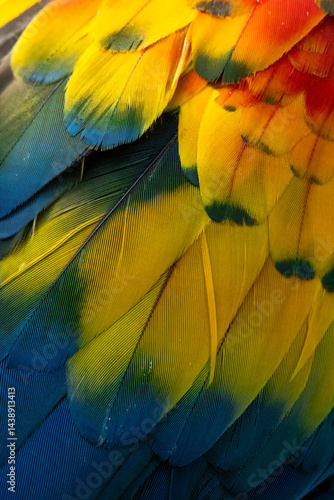 Colorful Macaw Feathers Close-Up with Vibrant Texture