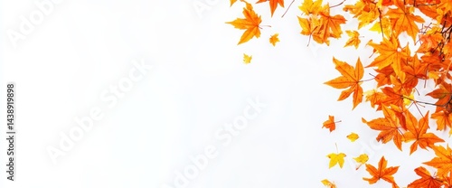 Wallpaper Mural Autumnal Maple Leaves on White Background (1) Torontodigital.ca