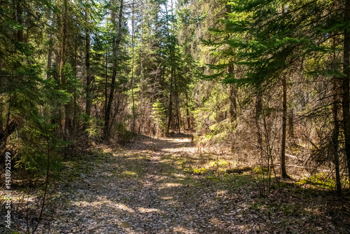 Spring hike in the forest