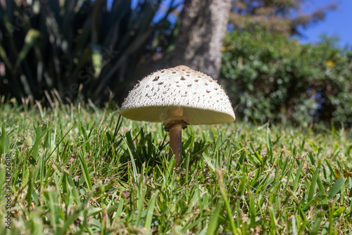 Foto Hongo parasol venenoso