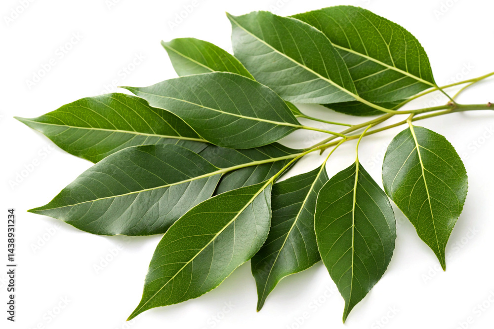 Fototapeta premium Fresh Camphor Tree Leaves with Glossy Texture on White Background