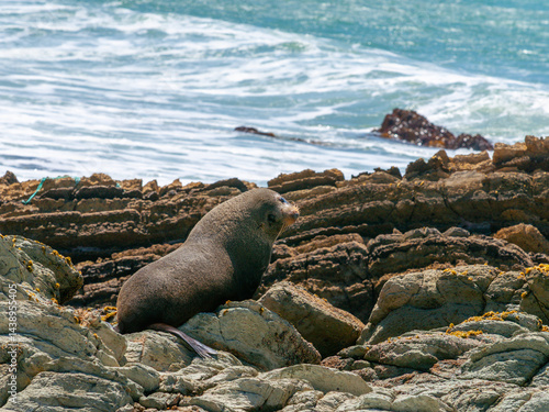 Rocky Wairararpa coast