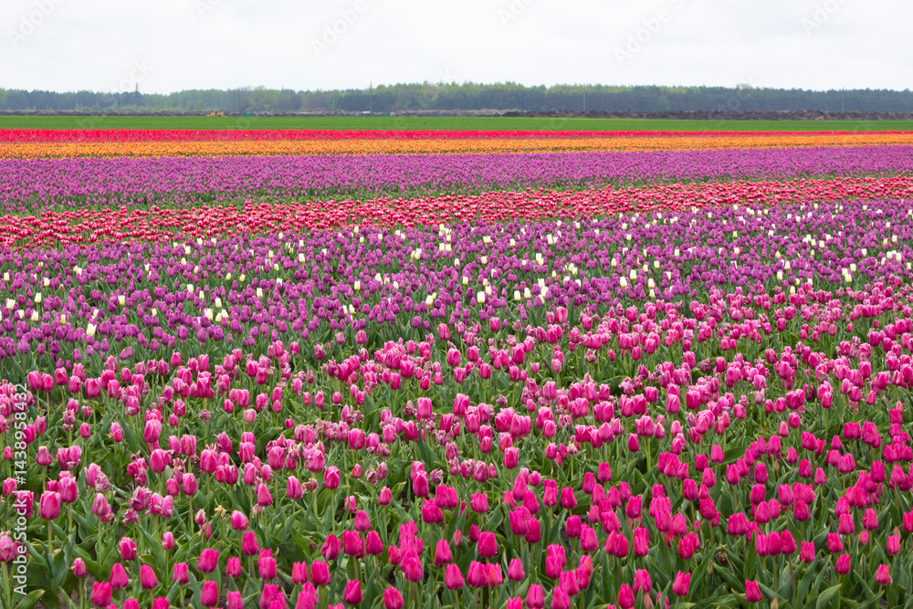 Many colorful tulips on fields during spring. Tulips are grown in rows by variety. Many colorful tulips on fields during spring. Tulips are grown in rows by variety.