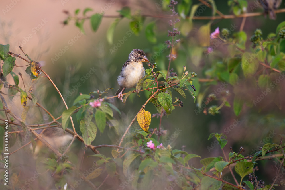 Fototapeta premium A beautiful juvenile baya weaver perched on a slender branch with lot of leaves and searching feeds with blurred background.
