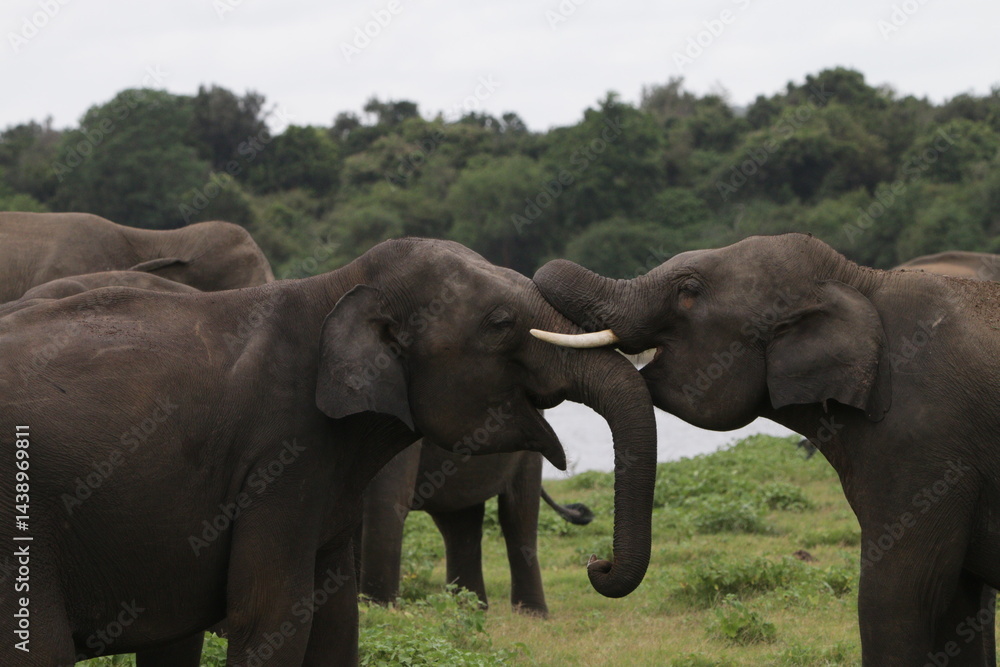 Fototapeta premium Sri Lankan Elephants and Tuskers in Kadulla National Park, Sri Lanka 