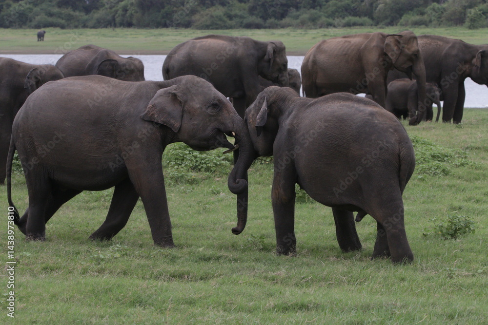 Fototapeta premium Sri Lankan Elephants and Tuskers in Kadulla National Park, Sri Lanka 