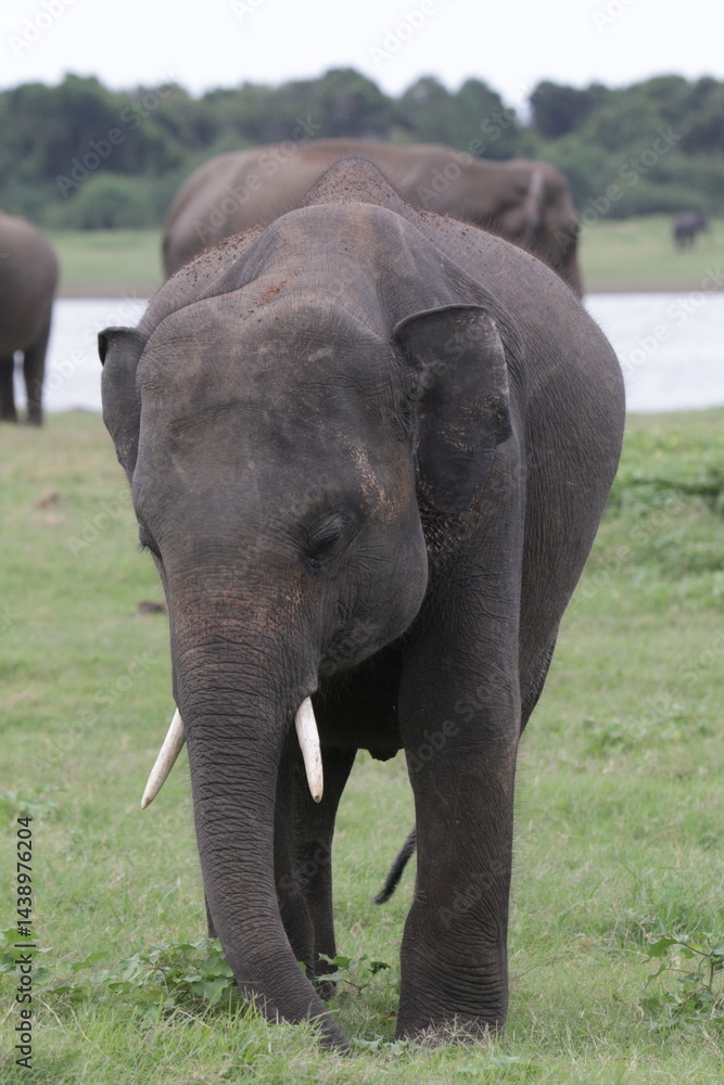 Fototapeta premium Sri Lankan Elephants and Tuskers in Kadulla National Park, Sri Lanka 