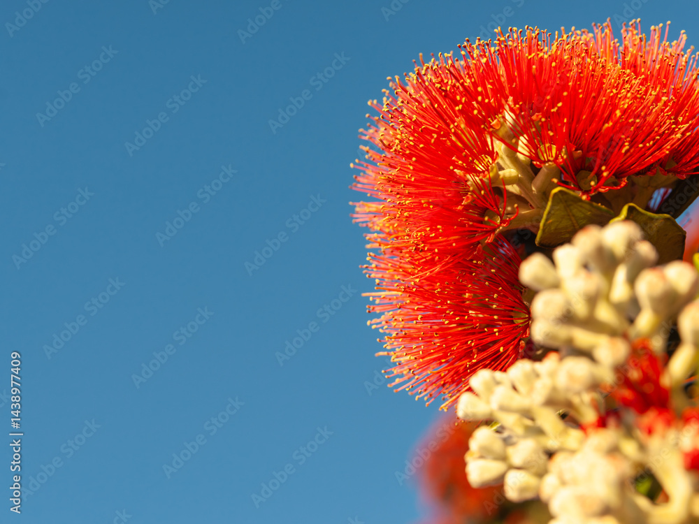 Bright red flower with yellow anthers