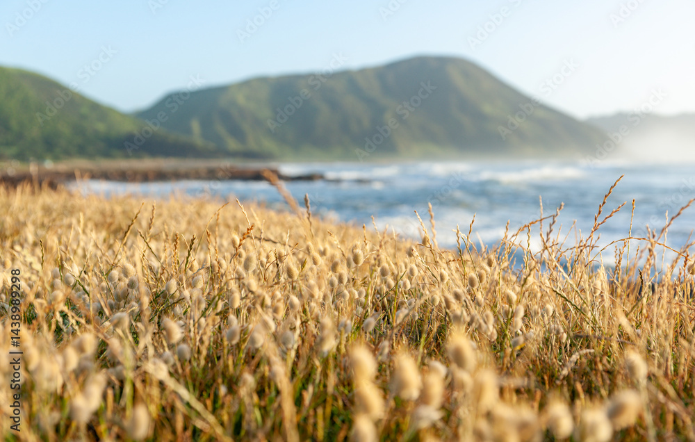 Beach vegetation selective focus grasses with blurry landscape background