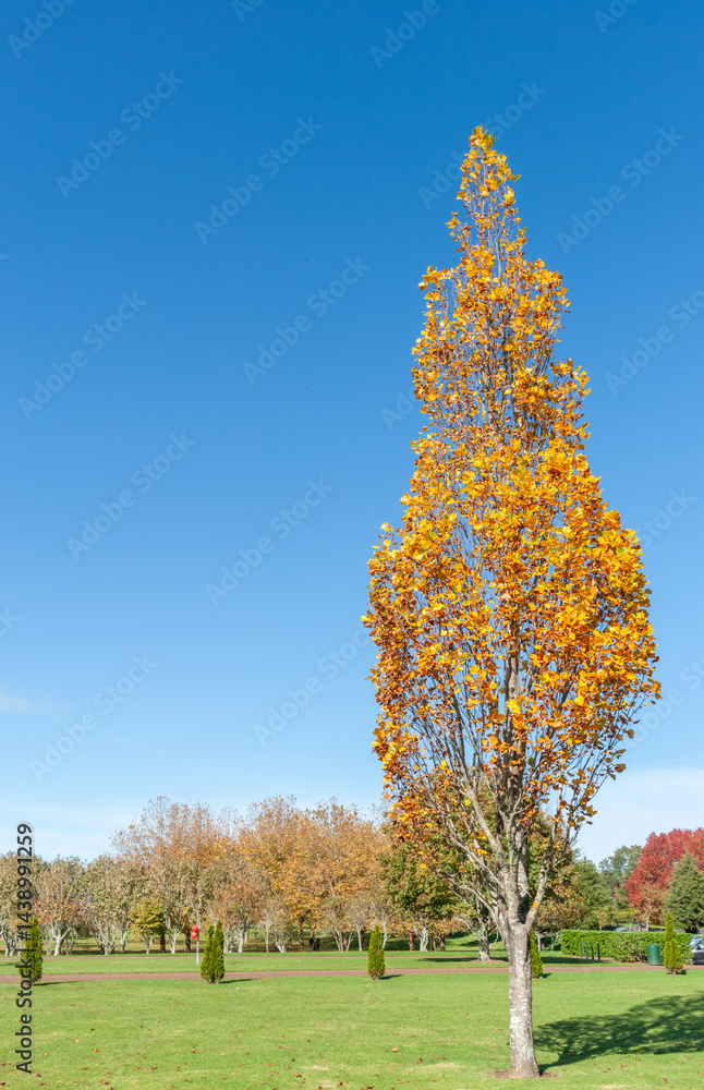 Tall golden tree in autumn in city park