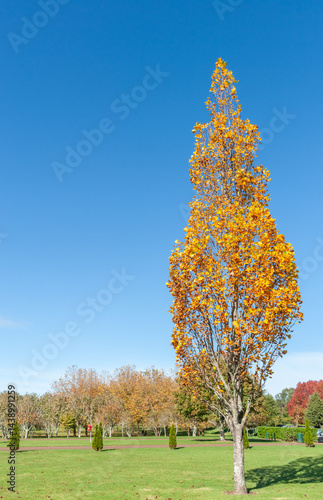 Obraz na płótnie Tall golden tree in autumn in city park w salonie