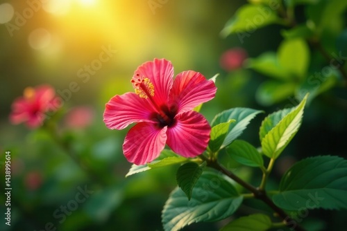 Wallpaper Mural Vibrant hibiscus blooms on lush green foliage, bathed in sunlight , beautiful, blossom Torontodigital.ca