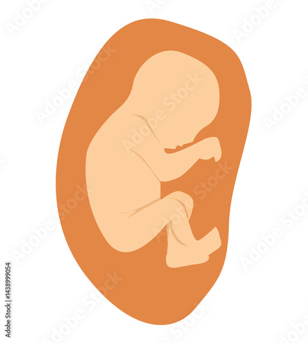 fetus baby in the womb.