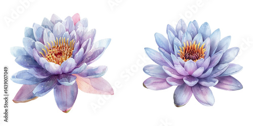 water lily watercolor vector illustration
