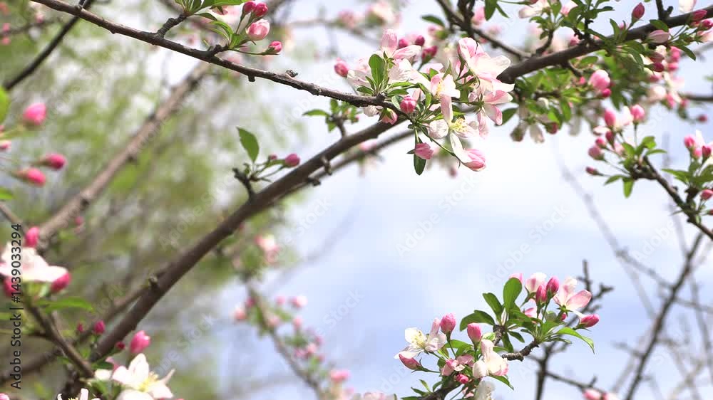 A cherry blossom tree fluttering in the wind.
A cherry blossom tree fluttering in the wind.