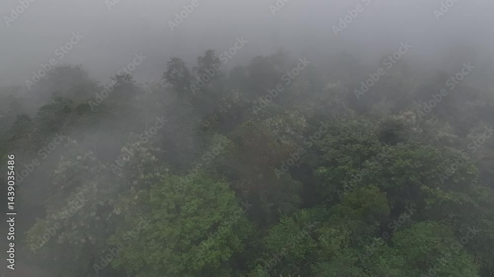 aerial view of the forest canopy of trees on the mountain top and shrouded in thick fog aerial view of the forest canopy of trees on the mountain top and shrouded in thick fog