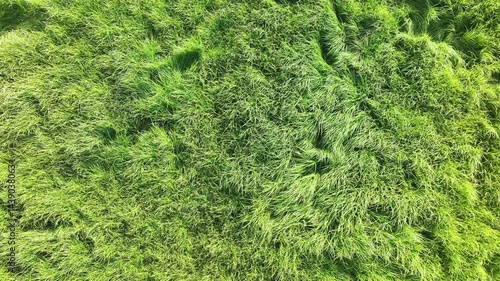 green grass background