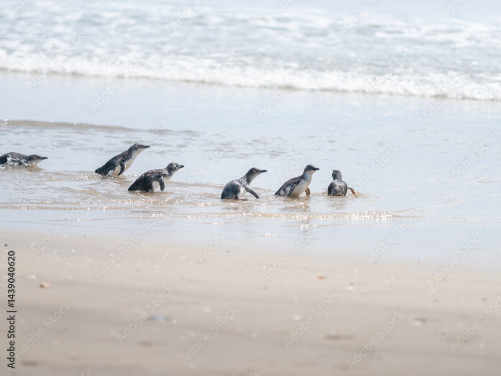Little blue penguin splash and waddle into water at Mount Maunganui ocean beach