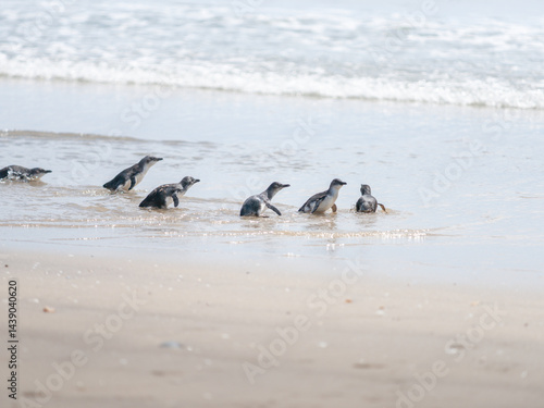 Obraz na płótnie Little blue penguin splash and waddle into water at Mount Maunganui ocean beach w salonie