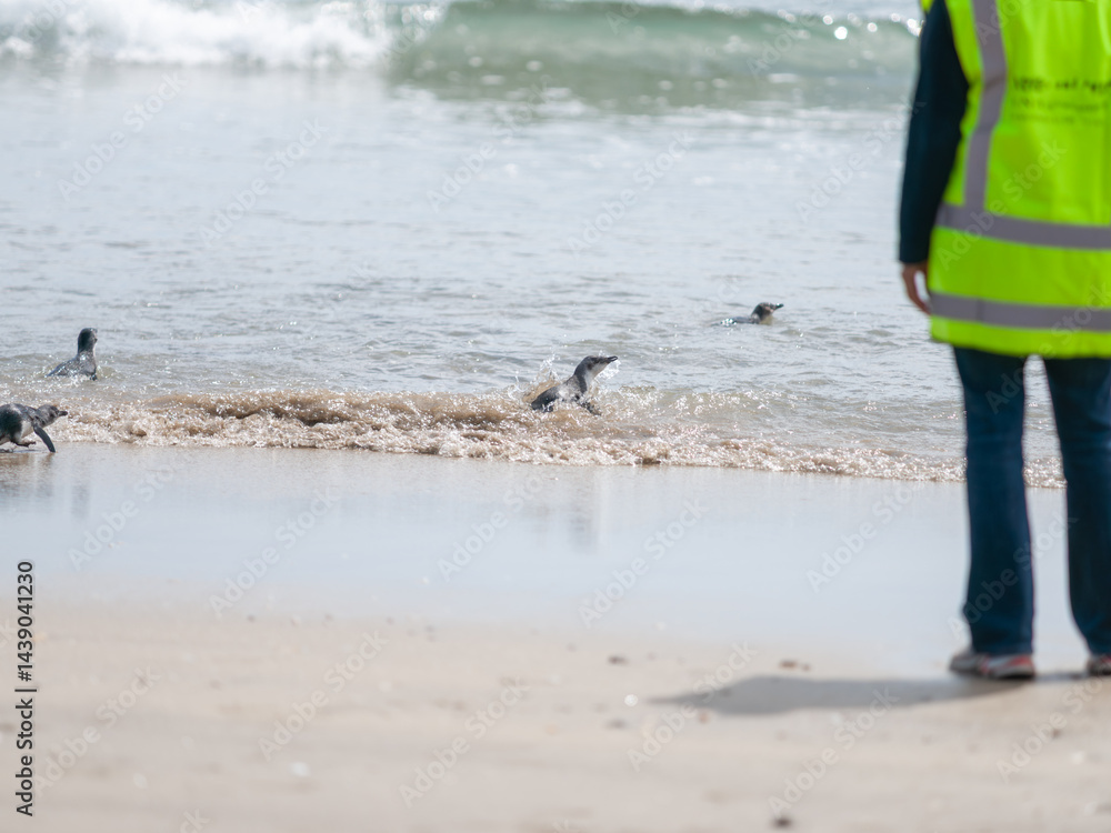 Little blue penguin splash and waddle into water at Mount Maunganui ocean beach