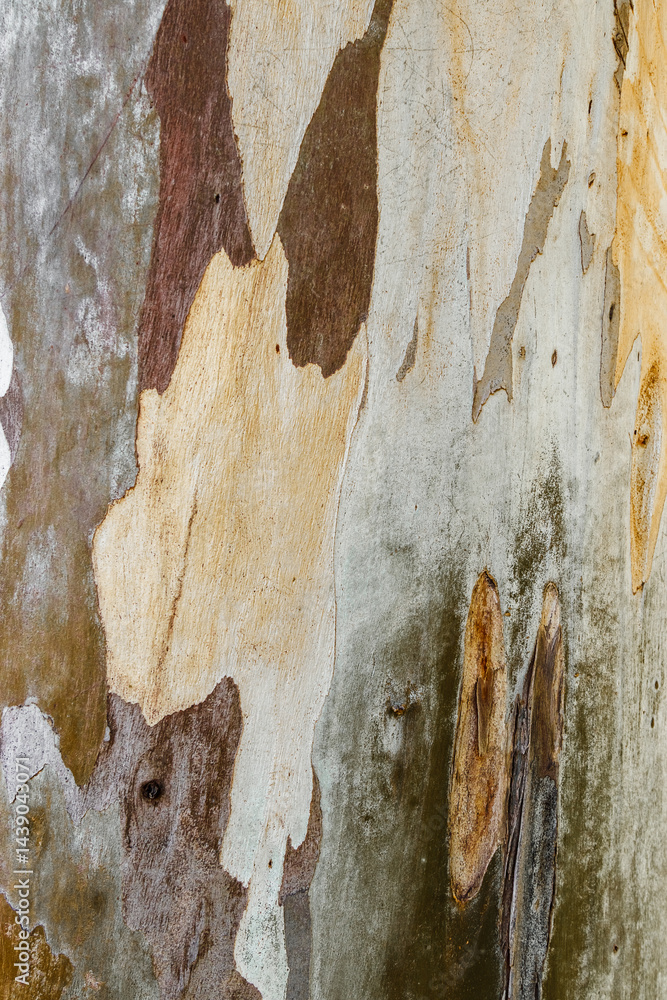 Detailed Natural Tree Bark Texture with Organic Cracks and Earthy Tones for Eco-Friendly Design and Rustic Nature Backgrounds, natural surface of bark sycamore closeup, beige brown vivid colored