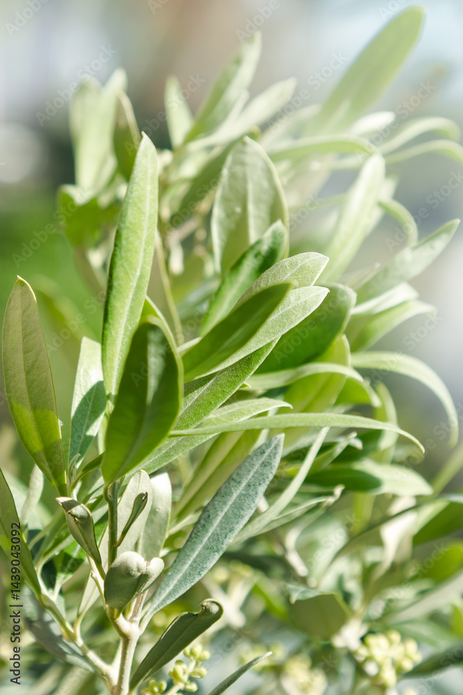Close-up of olive tree branches with fresh green leaves in natural sunlight. Organic texture and vibrant tones of foliage, in soft bokeh background. Natural plant, nature botanical eco-friendly theme