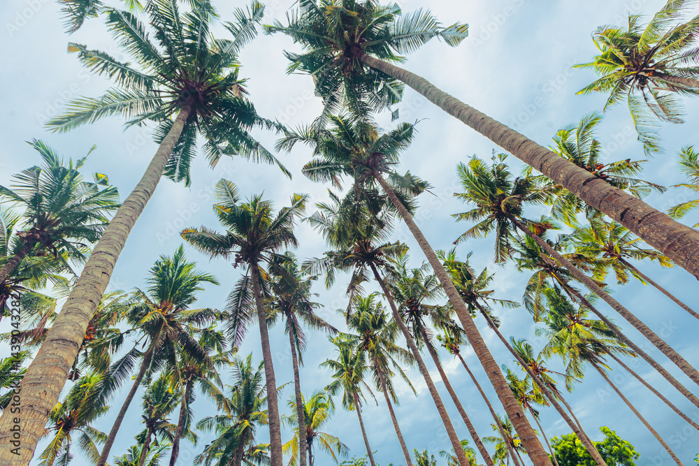 Tropical Palm bottom view as Nature pattern, Coconut Palm trees view from below with soft blue sky background, summer vibe, aesthetic nature atmospheric landscape, vivid colors, light sunlight